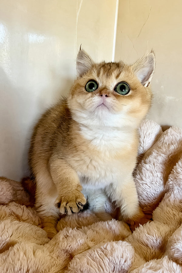 Seymur | British Shorthair Kitten