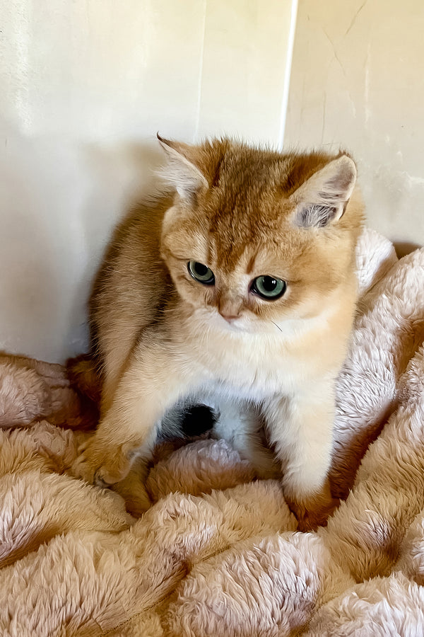 Seymur | British Shorthair Kitten