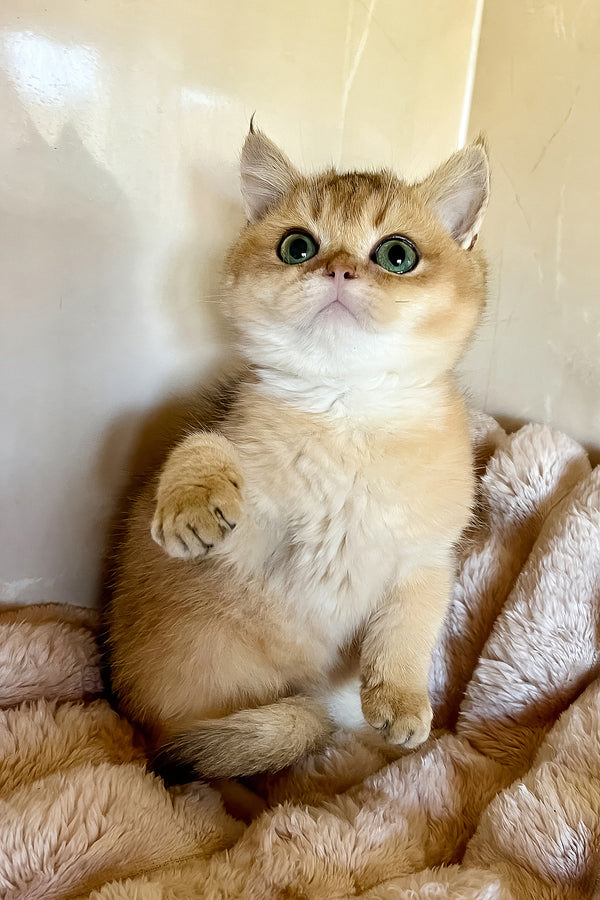 Seymur | British Shorthair Kitten
