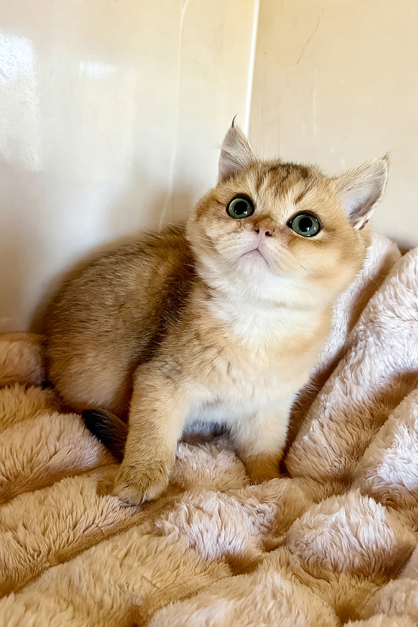 Seymur | British Shorthair Kitten