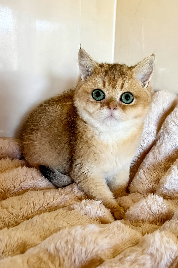 Seymur | British Shorthair Kitten