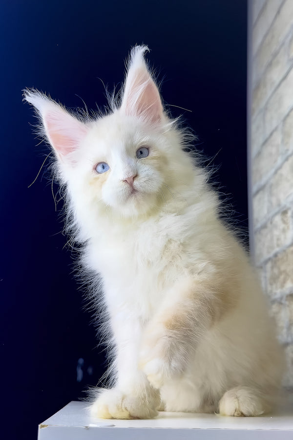 Shadow | Maine Coon Kitten
