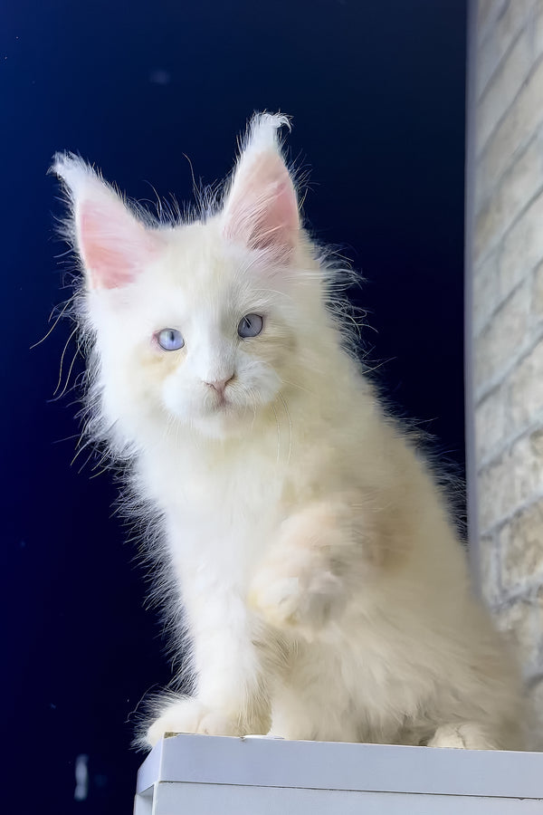 Shadow | Maine Coon Kitten