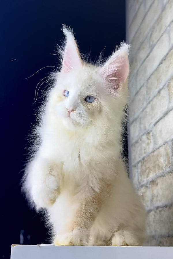 Shadow | Maine Coon Kitten