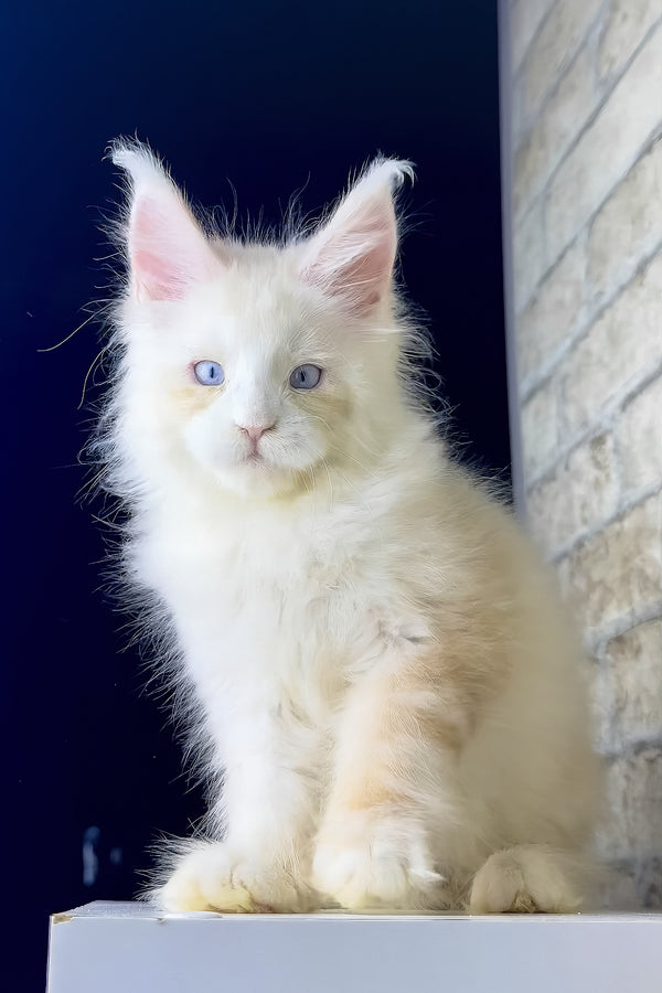 Shadow | Maine Coon Kitten
