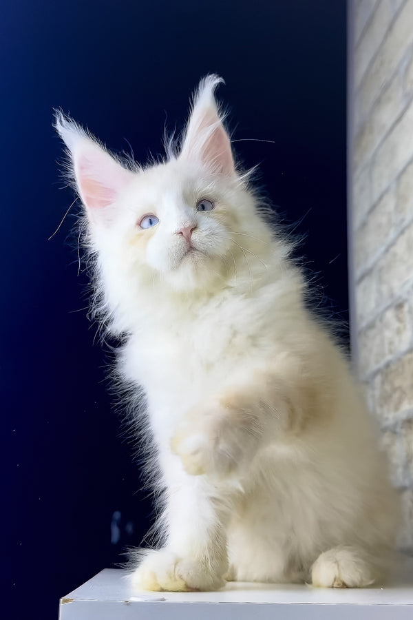 Shadow | Maine Coon Kitten