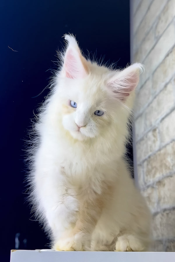Shadow | Maine Coon Kitten