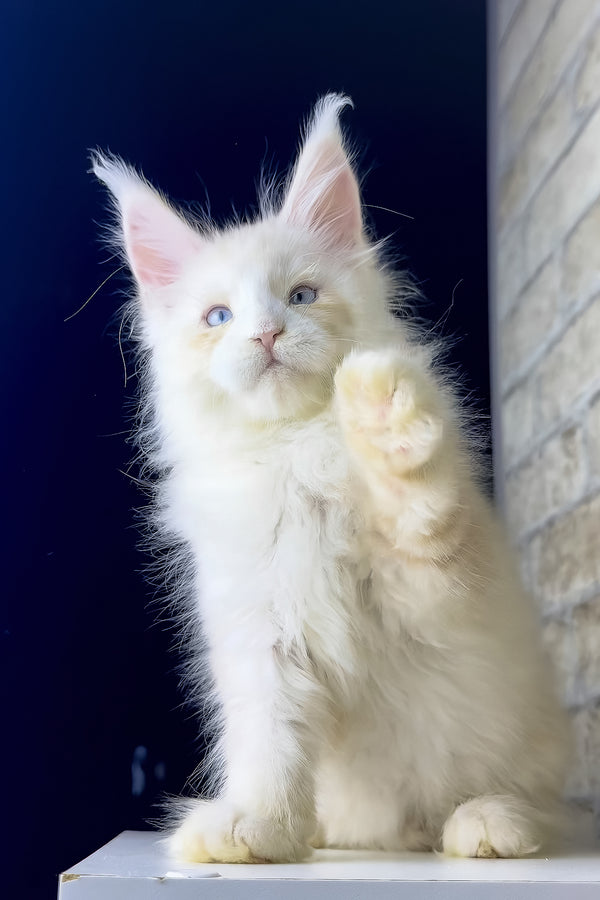 Shadow | Maine Coon Kitten
