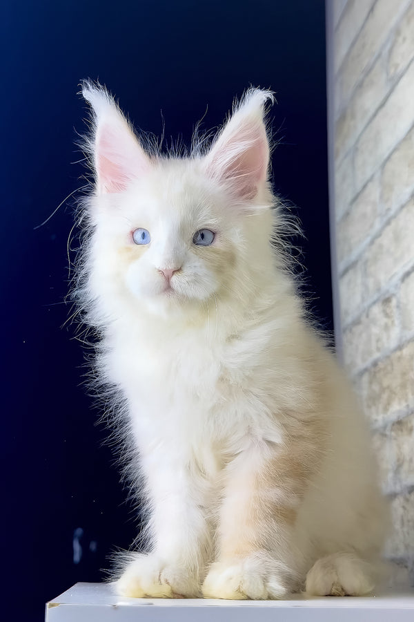 Shadow | Maine Coon Kitten