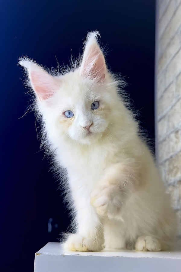 Shadow | Maine Coon Kitten