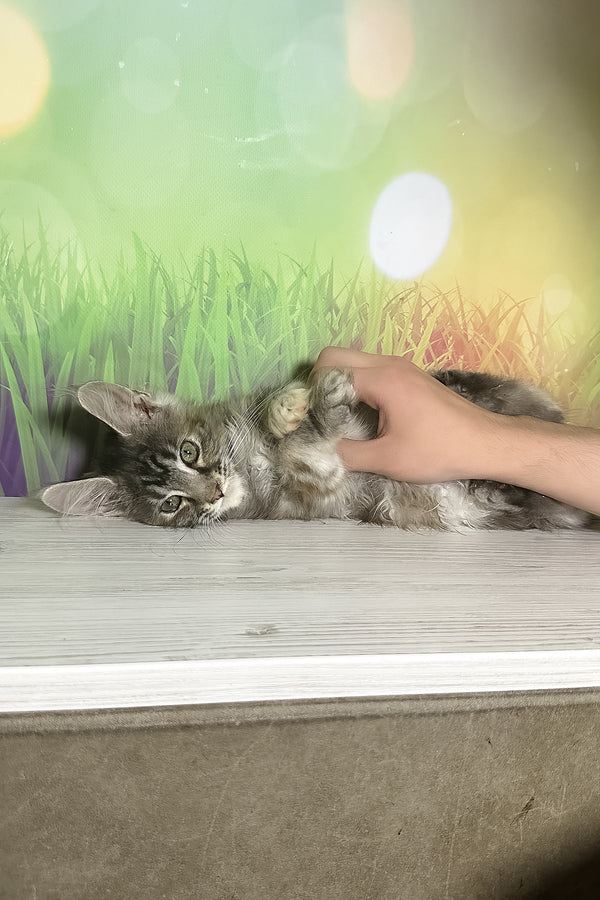 Shandi | Maine Coon Kitten