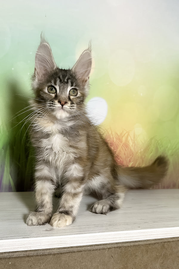 Shandi | Maine Coon Kitten