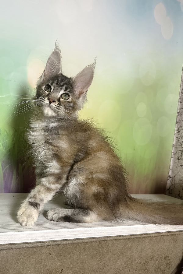 Shandi | Maine Coon Kitten