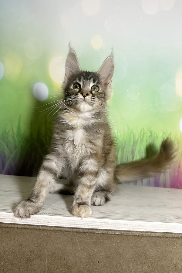 Shandi | Maine Coon Kitten