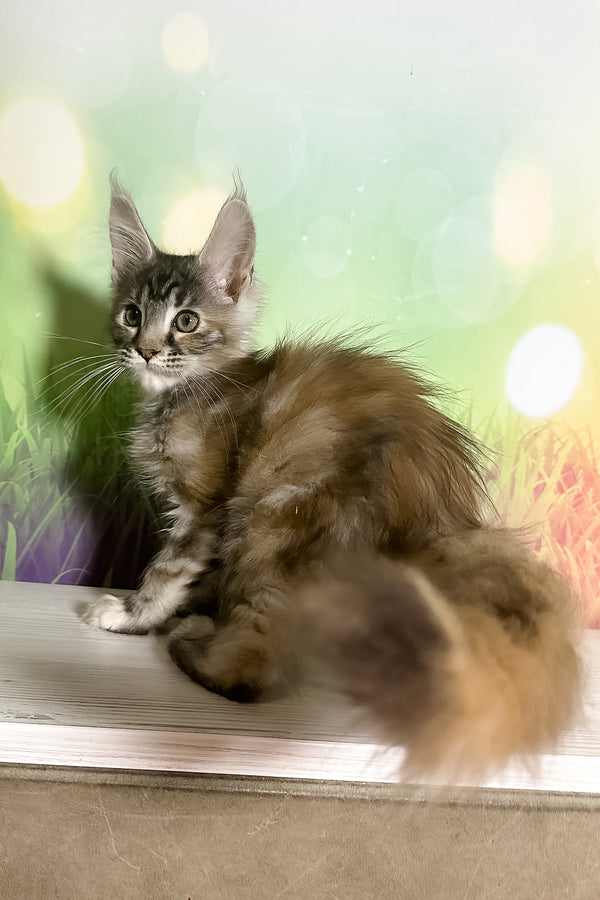 Shandi | Maine Coon Kitten