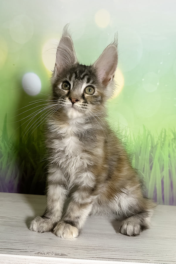 Shandi | Maine Coon Kitten