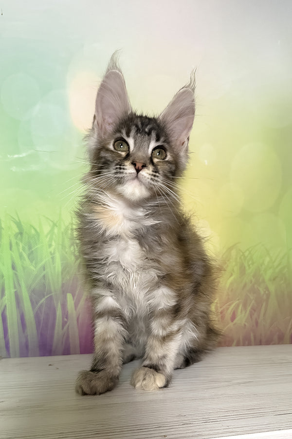 Shandi | Maine Coon Kitten