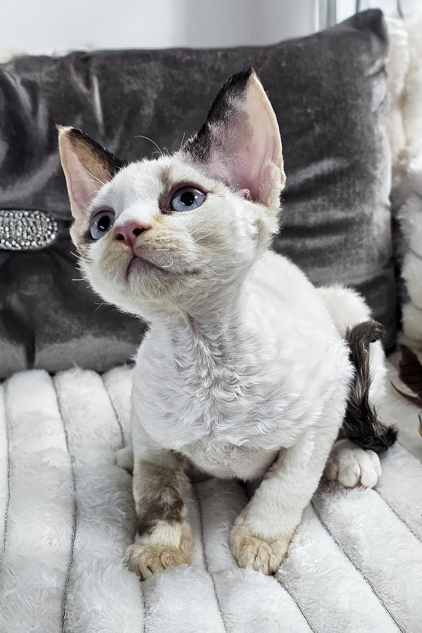Sharyl | Devon Rex Kitten