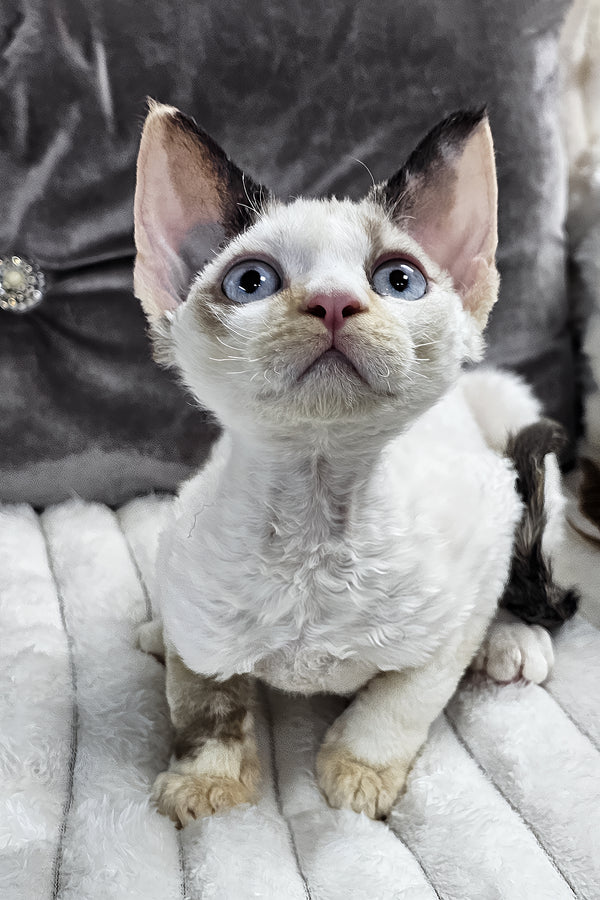 Sharyl | Devon Rex Kitten