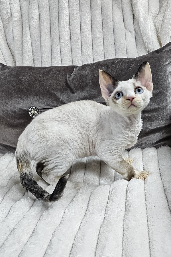 Sharyl | Devon Rex Kitten