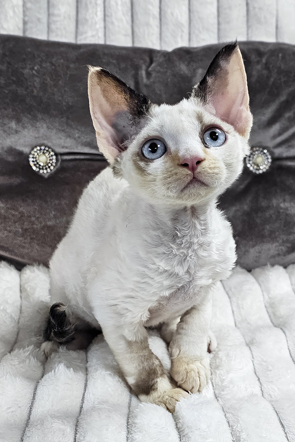 Sharyl | Devon Rex Kitten