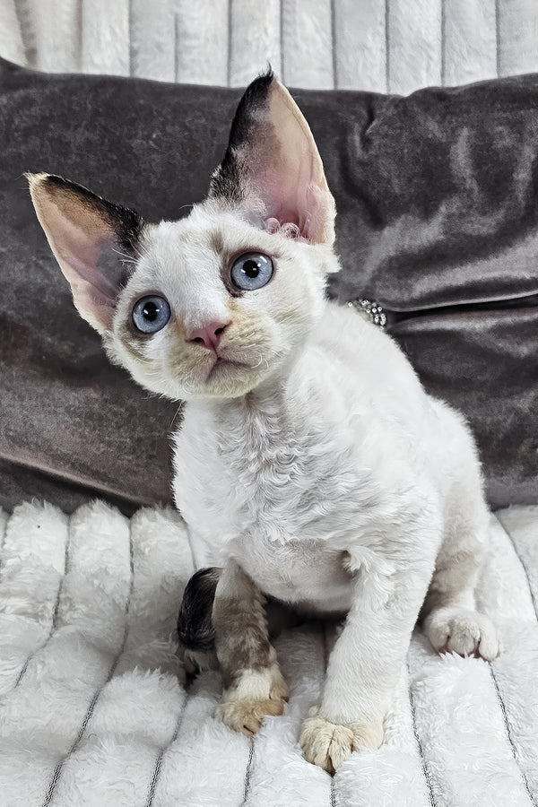 Sharyl | Devon Rex Kitten