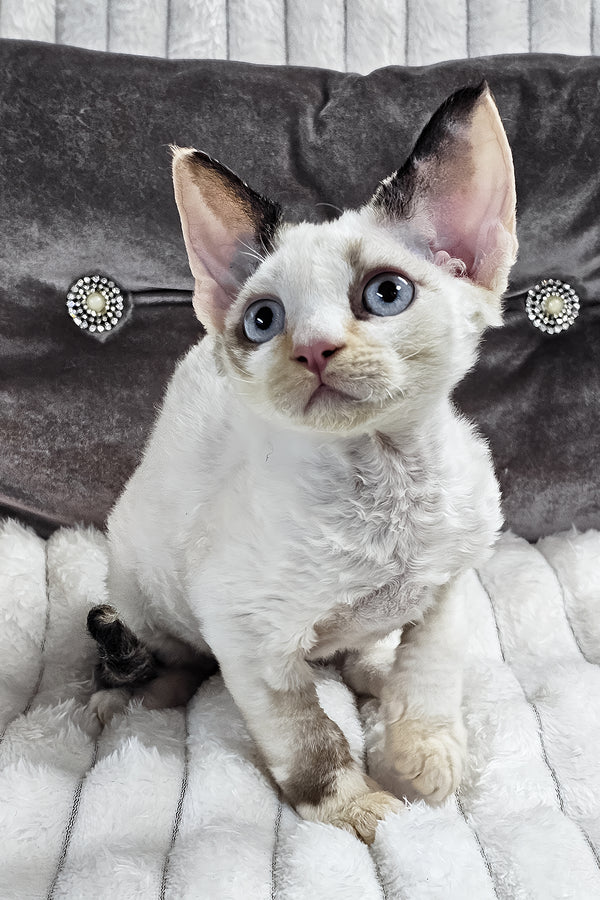 Sharyl | Devon Rex Kitten