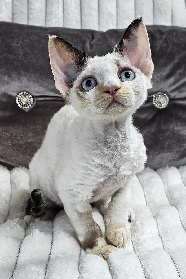 Sharyl | Devon Rex Kitten