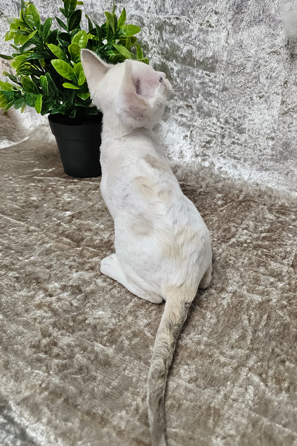 Sharyl | Devon Rex Kitten