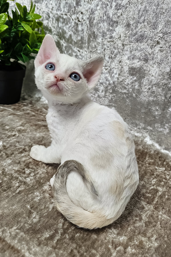 Sharyl | Devon Rex Kitten
