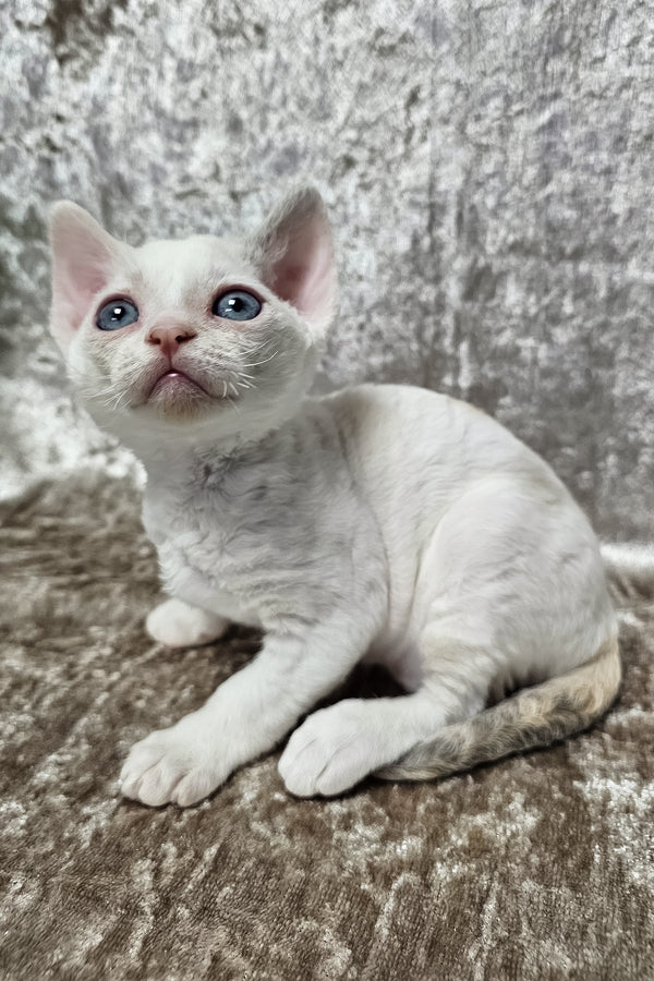 Sharyl | Devon Rex Kitten