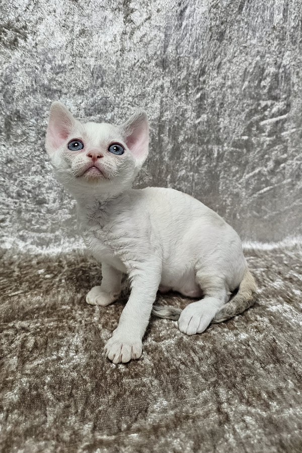 Sharyl | Devon Rex Kitten