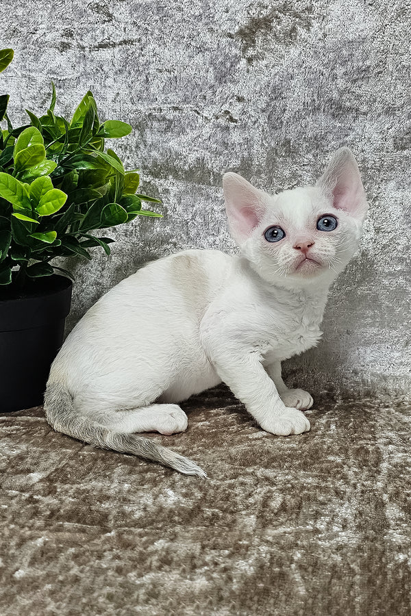 Sharyl | Devon Rex Kitten