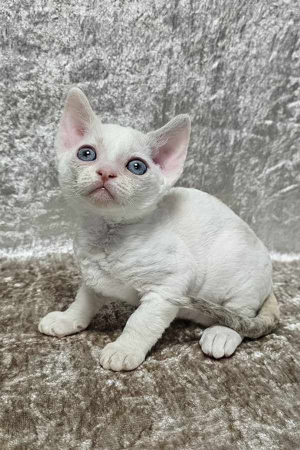 Sharyl | Devon Rex Kitten