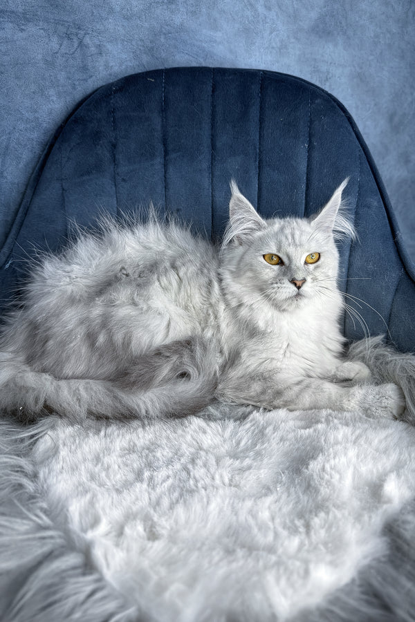 Zhasmine | Maine Coon Kitten