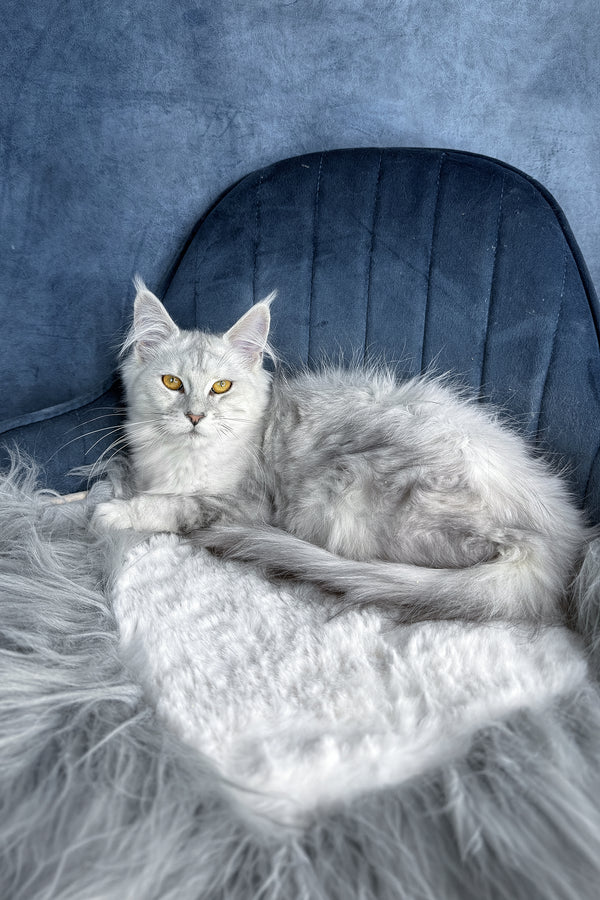 Zhasmine | Maine Coon Kitten