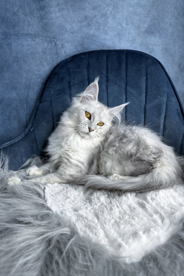 Zhasmine | Maine Coon Kitten