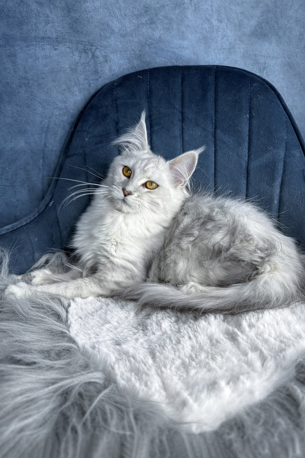 Zhasmine | Maine Coon Kitten