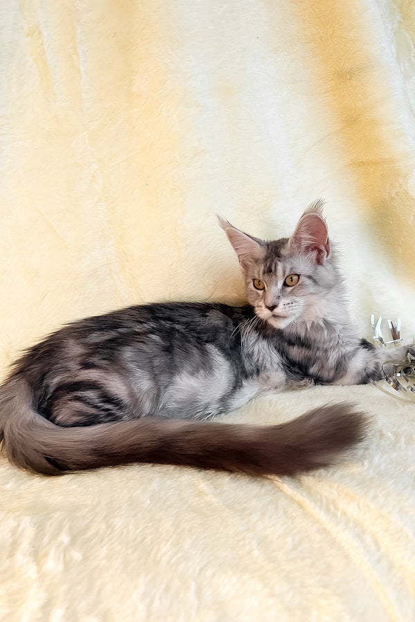 Yasmin | Maine Coon Kitten