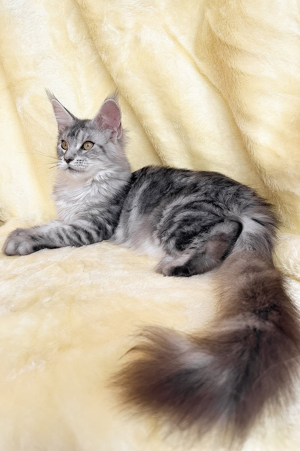 Yasmin | Maine Coon Kitten