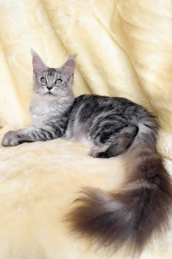 Yasmin | Maine Coon Kitten