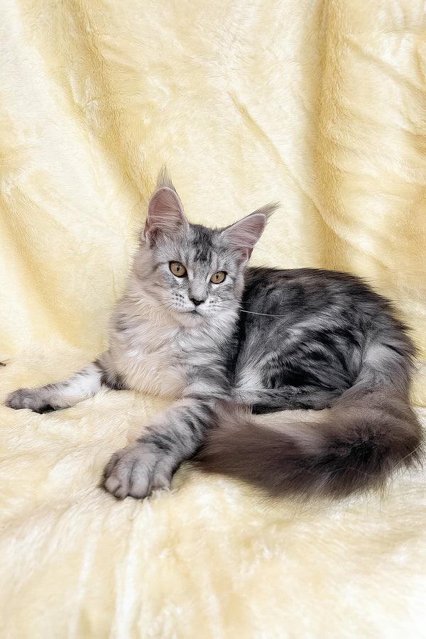 Yasmin | Maine Coon Kitten