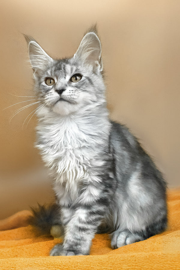 Yasmin | Maine Coon Kitten