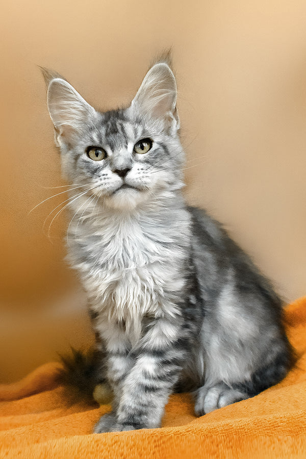 Yasmin | Maine Coon Kitten