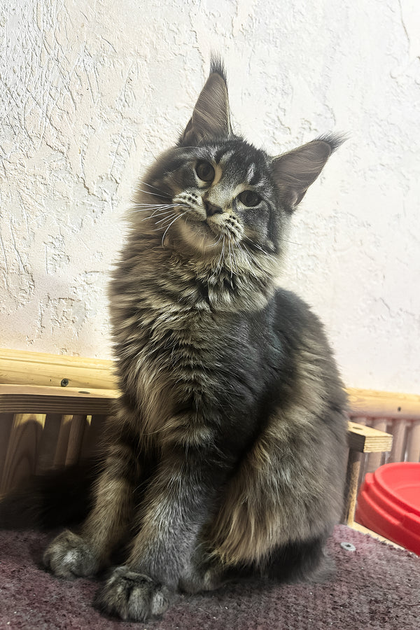 Zelma | Maine Coon Kitten