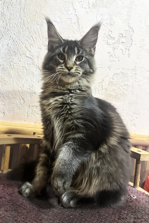 Zelma | Maine Coon Kitten