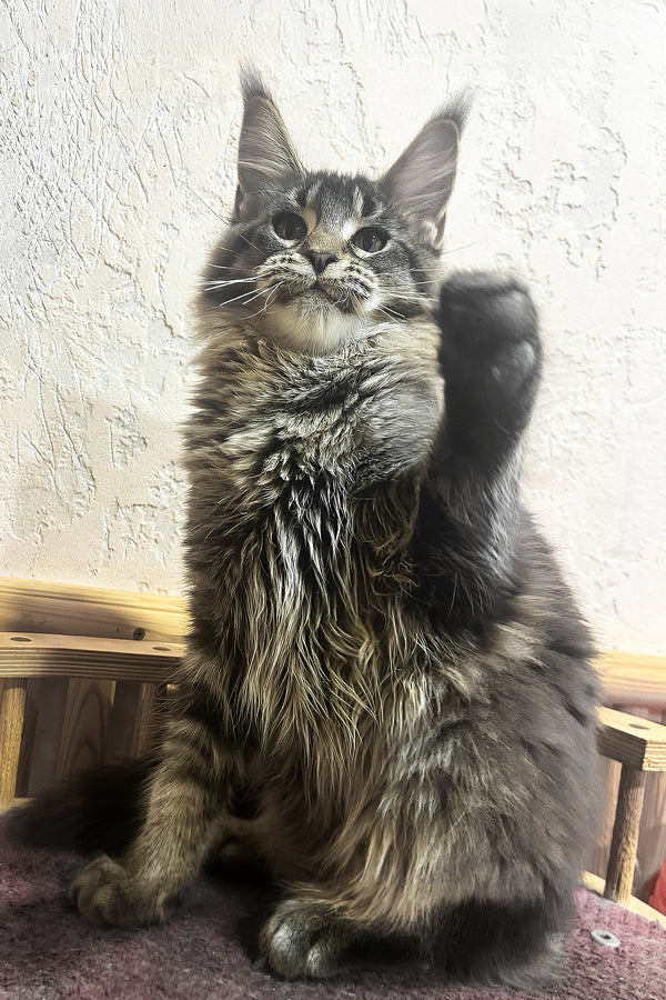 Zelma | Maine Coon Kitten