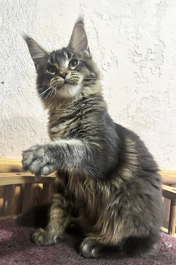 Zelma | Maine Coon Kitten