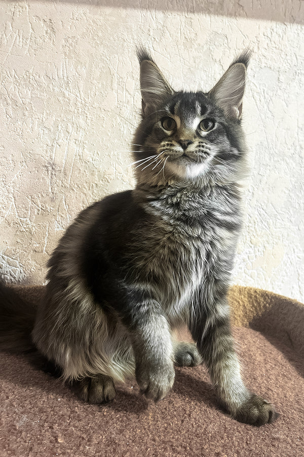 Zelma | Maine Coon Kitten