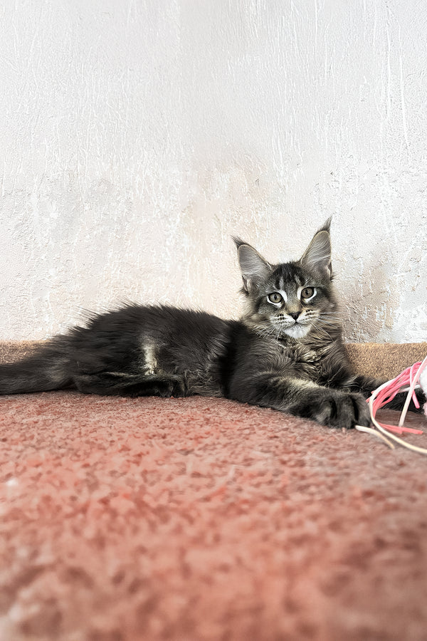 Zelma | Maine Coon Kitten